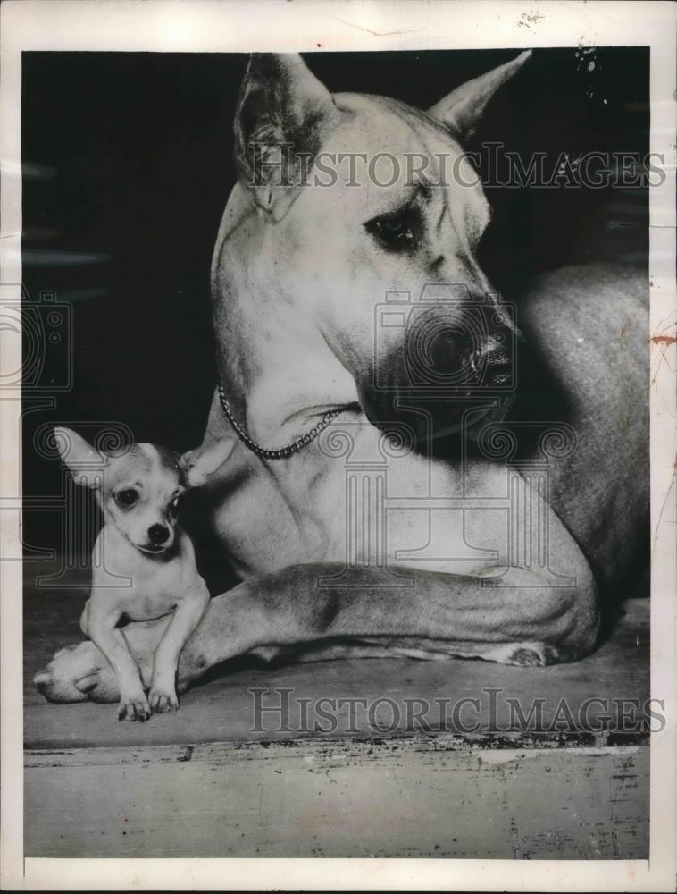 1948 Press Photo Chihuahua and Great Dane, Western Specialty Dog Show - Historic Images