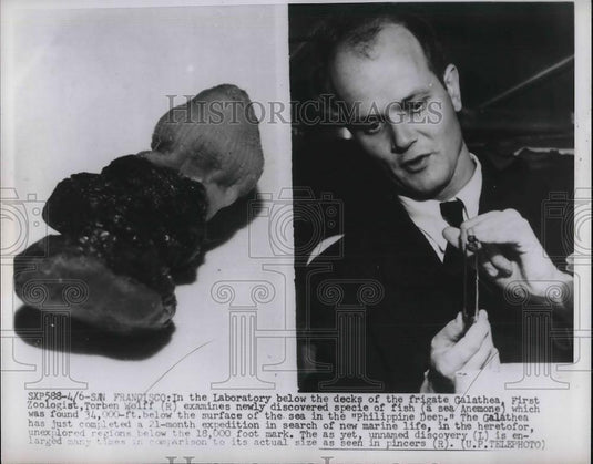 1952 Press Photo Zoologist Torben Wolff - Historic Images