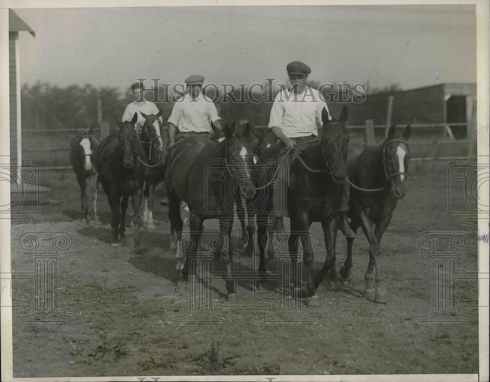 1929 Press Photo Polo Ponies Being Trained at Mitchell Field Owner Earl Hopping - Historic Images