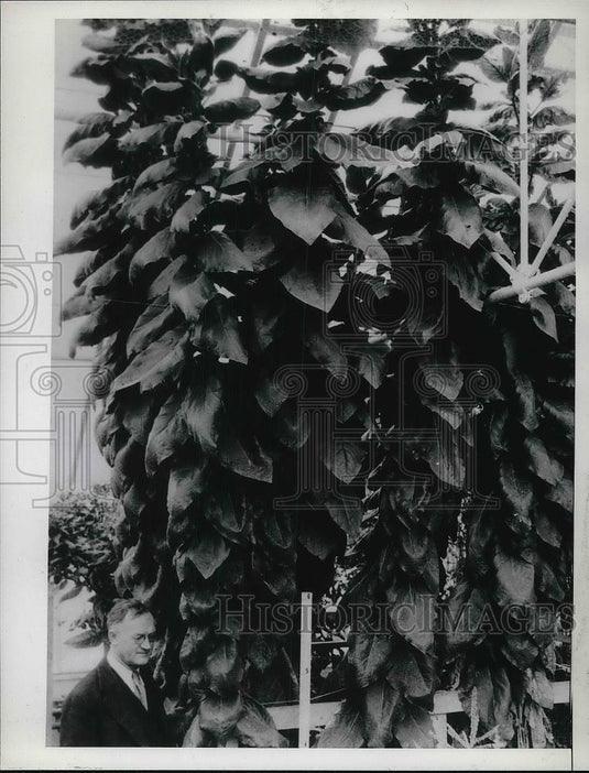 1936 Press Photo Tobacco growing in a Gericke tank - Historic Images