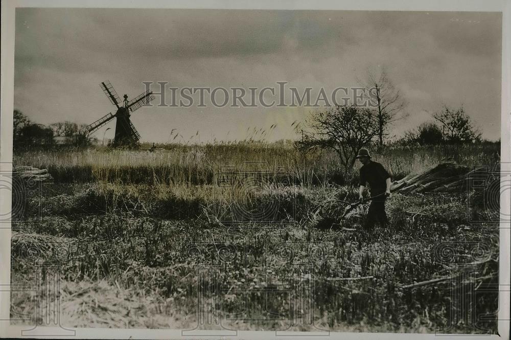 1931 Press Photo Men Cut Reeds In Woodbastwick Marshes - Historic Images