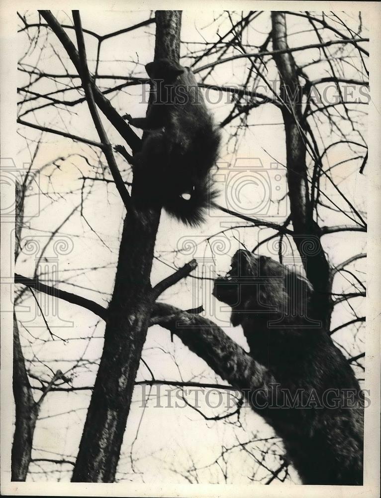 1939 Press Photo A Wildcat and a Squirrel from Three Lions - Historic Images