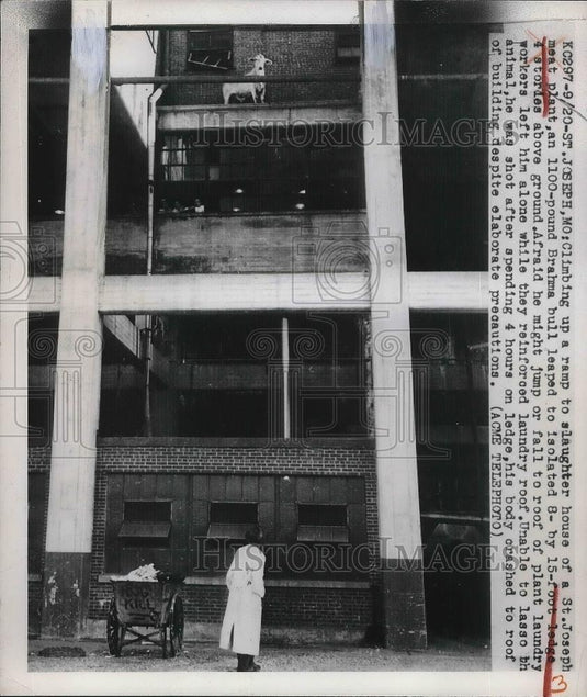Press Photo Scene from the st Joseph meat plant where an 1100 lbs Brahma bull - Historic Images