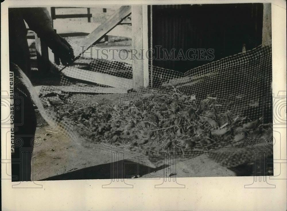 1927 Press Photo Plague of rats in Bakersfield , O dead rats kiddedat grain barn - Historic Images