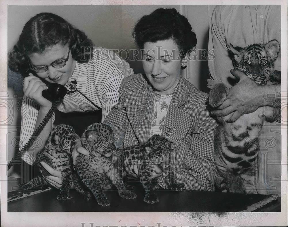 1952 Press Photo Janet Sommer and Bernhardt with Jaguar Babies at Cleveland Zoo - Historic Images