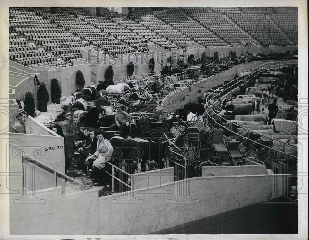 1946 Press Photo Cattle, Cow Palace, San Francisco First National Livestock Expo - Historic Images