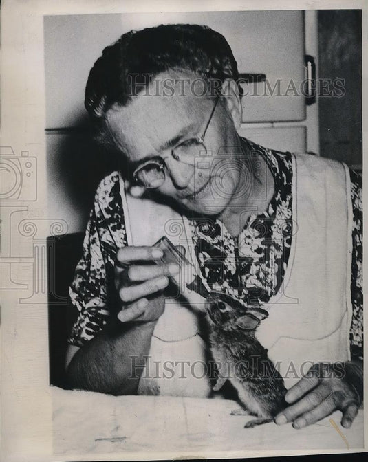 1948 Press Photo Mrs. Bert Hall caring for orphaned cottontail rabbit - Historic Images
