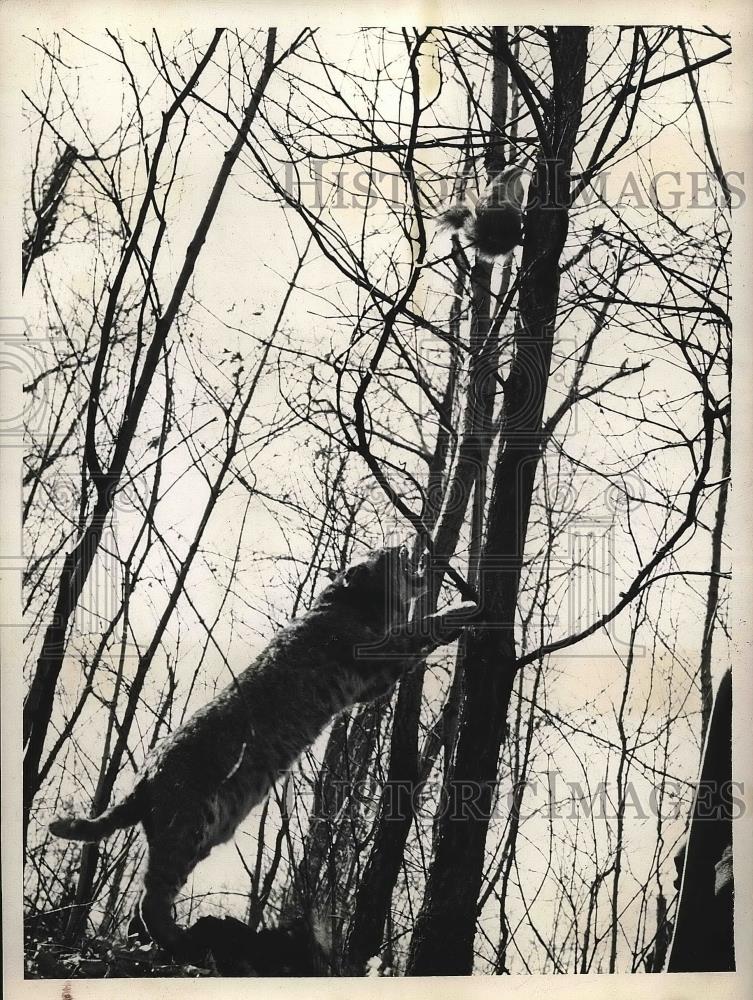 1939 Press Photo A Wildcat and a Squirrel from Three Lions. - Historic Images