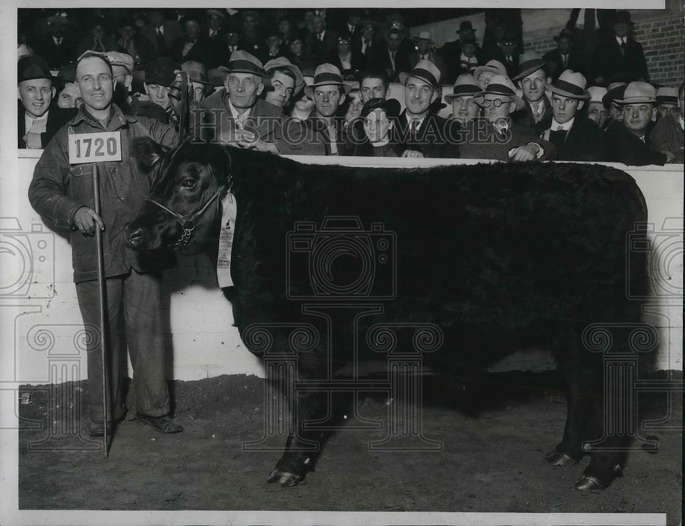 1934 Press Photo Aberdeen-Angus Steer won the Intl. Live Stock In Chicago. - Historic Images