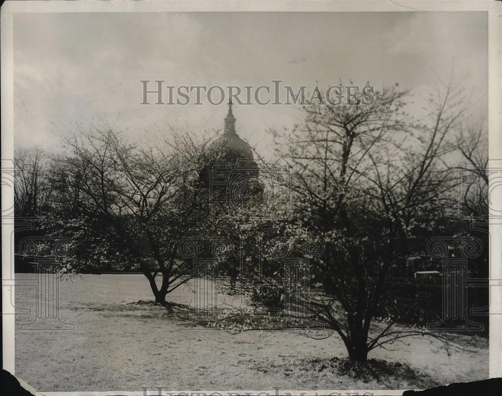 1930 Press Photo Blooming trees in front of the Capitol - Historic Images