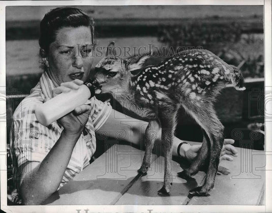 1956 Press Photo Mrs. Kay Kastner Wife Of Warden Curt Kastner Feeding Baby Deer - Historic Images