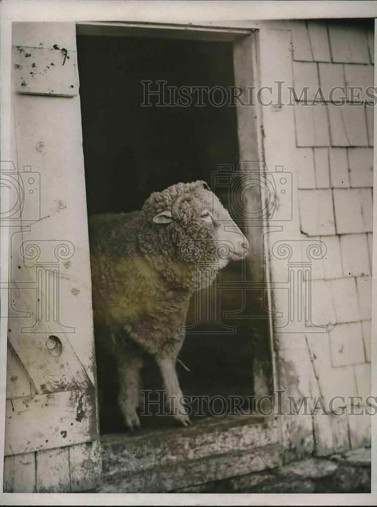 1932 Press Photo As sheep walking out of a house - Historic Images