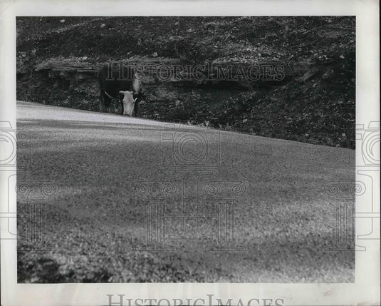 1953 Press Photo Driving Highways in Missouri Drought cow on road - Historic Images