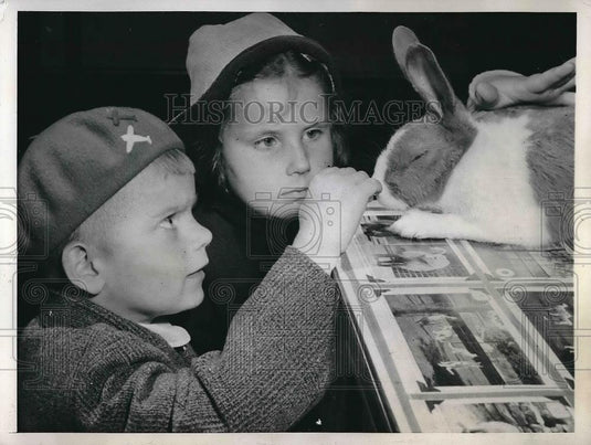 1946 Press Photo Fighting Rabbit ar Zoo Now - Historic Images