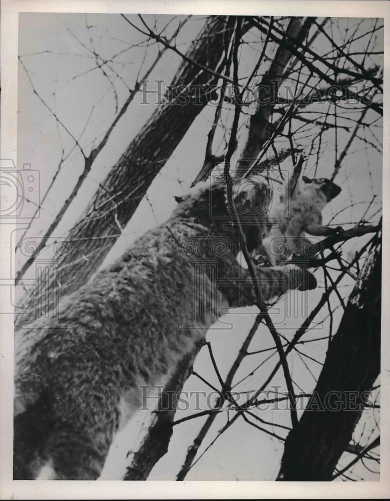 1940 Press Photo A Wildcat and a Squirrel - Historic Images