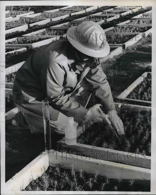 1962 Press Photo Worker at the Weyerhaeuser Company - Historic Images