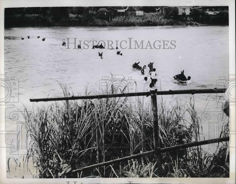 1942 Press Photo Phillipines Infantry and livestock swimming across stream - Historic Images