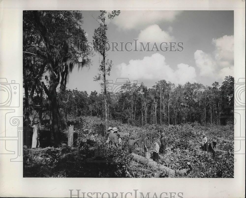 1936 Press Photo Clearing crew in dense growth of the Florida Ship Canal - Historic Images