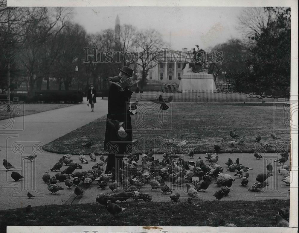 1942 Press Photo Man Feeds Pigeons During Wartime Washington DC Lafayette Park - Historic Images