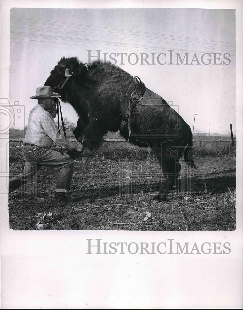 1955 Press Photo Trained Bison Pat with Owner LaRue Olson Performing Trick - Historic Images
