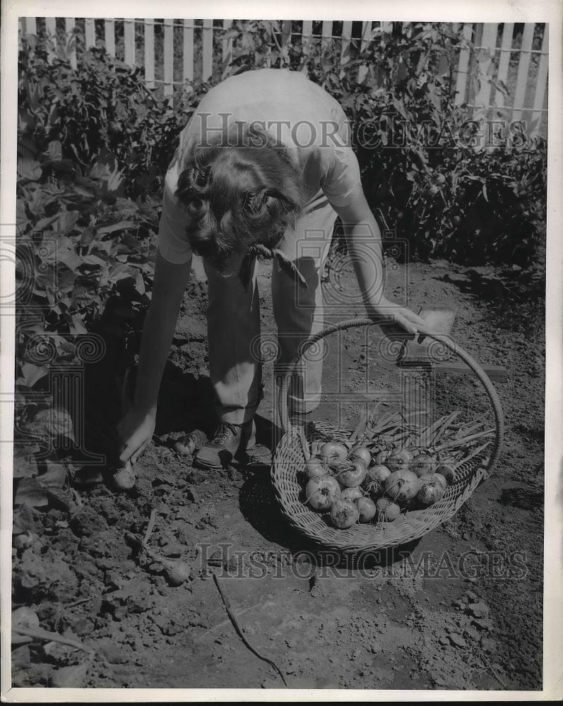 1954 Press Photo Vegetables - neb06243 - Historic Images