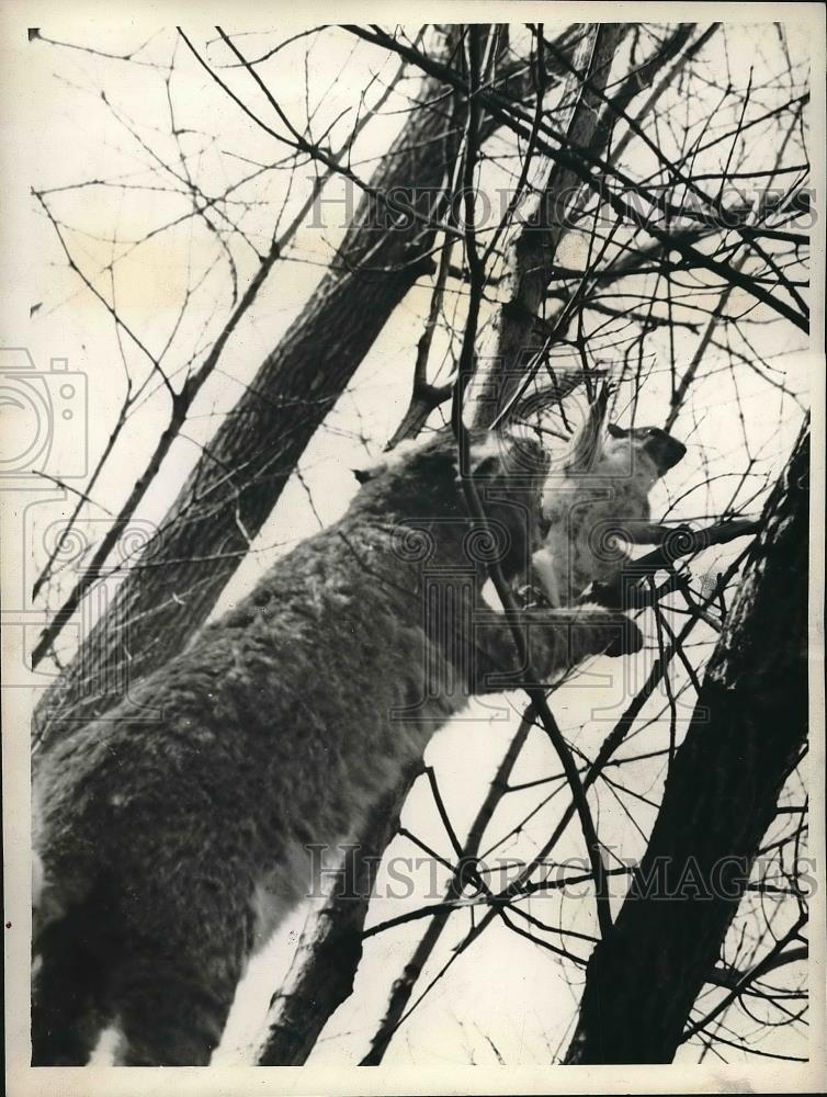 1939 Press Photo A Wildcat and a Squirrel from Thee Lions - Historic Images