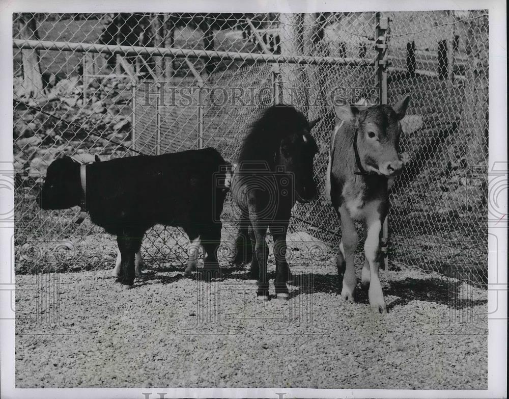 1956 Press Photo Dexter Calf, Miniature Horse, Guernsey Calf - Historic Images