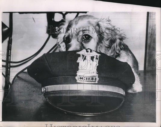 1949 Press Photo Snuffy, Dog With Police Chief's Cap After Rescue - Historic Images