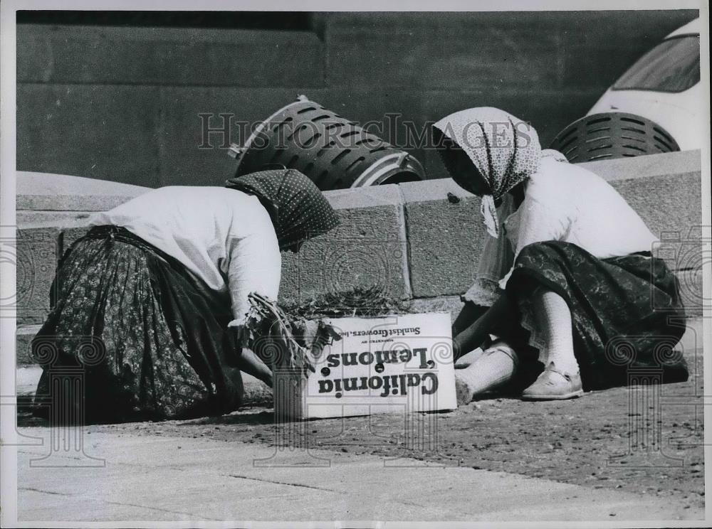 1961 Press Photo Yugoslav Women Put Weeds Into California Lemons Box - Historic Images