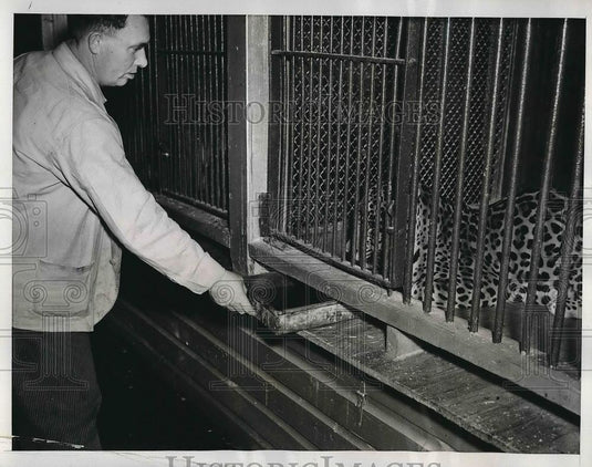 1941 Press Photo Frank Setting Feeds Leopards at Zoo - nea98347 - Historic Images