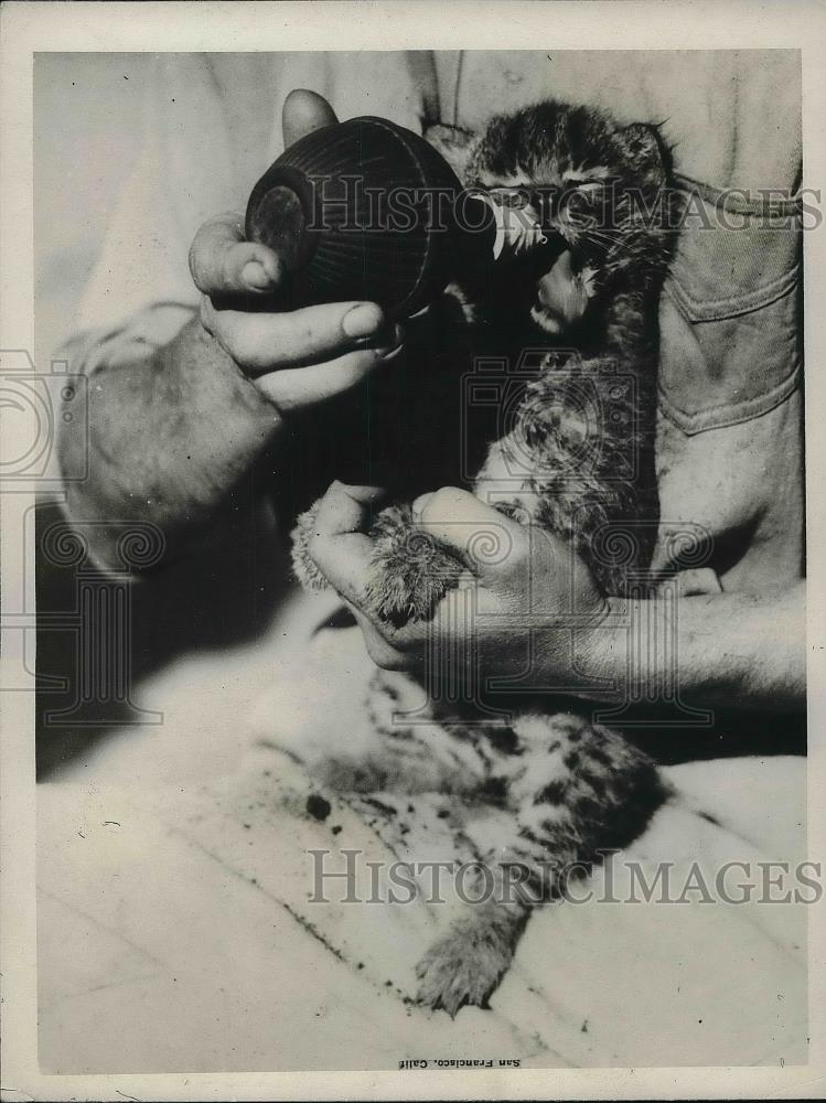 1926 Press Photo A wildcat kitten being fed by a zoo keeper - neb02313 - Historic Images