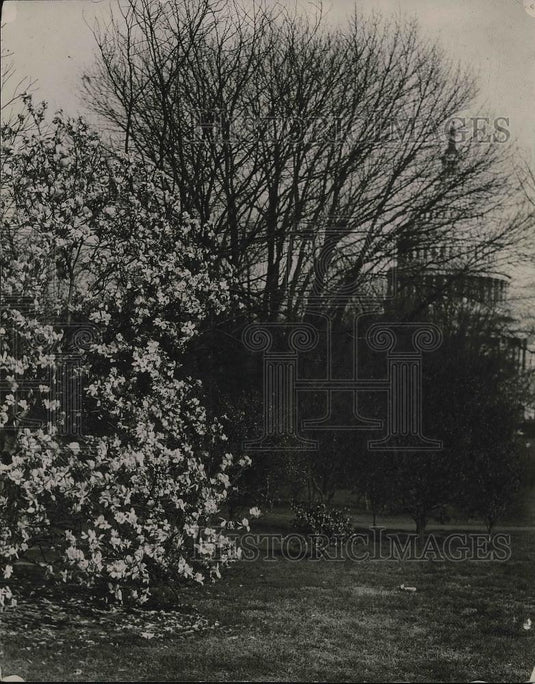 1921 Press Photo Capitol Dome View From Botanical Gardens in Washington DC - Historic Images