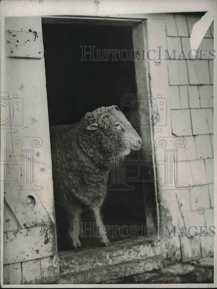 1932 Press Photo Animal Judas Betrayed Thousands Of Fellow Sheep &quot;Kitchoo&quot; - Historic Images