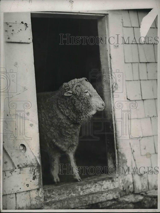 1932 Press Photo Animal Judas Betrayed Thousands Of Fellow Sheep "Kitchoo" - Historic Images