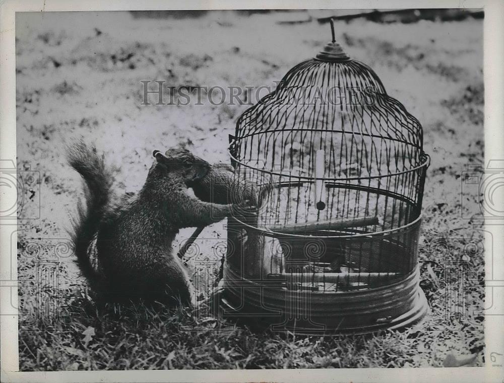 1945 Press Photo Squirrel Maternal Extincts - neb14011 - Historic Images