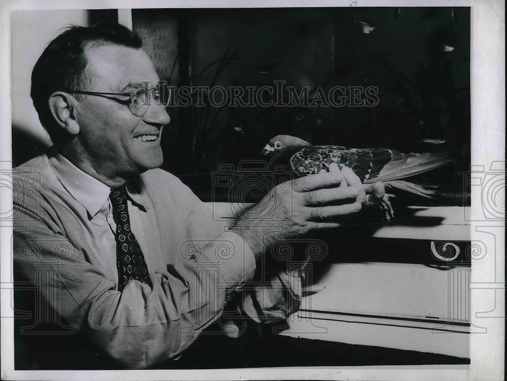 1947 Press Photo Truant Pigeon Robert Levine St. Paul returned after 14 years - Historic Images