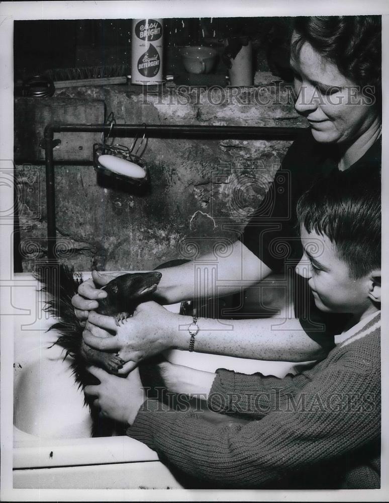 1960 Press Photo Mrs. Mary Rocco and son Peter give Skunk a bath - neb12152 - Historic Images