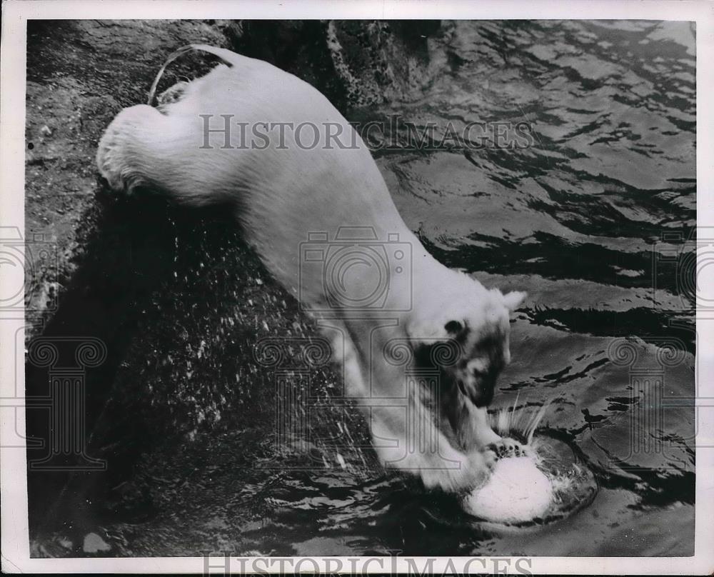 1950 Press Photo Polar Bear at London Zoo - neb18707 - Historic Images