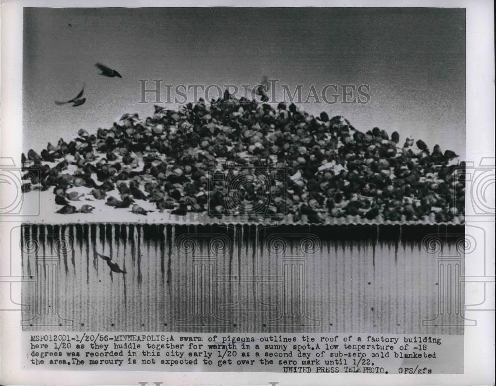 1956 Press Photo Swarm Of Pigeons On Factory Building Minneapolis - Historic Images