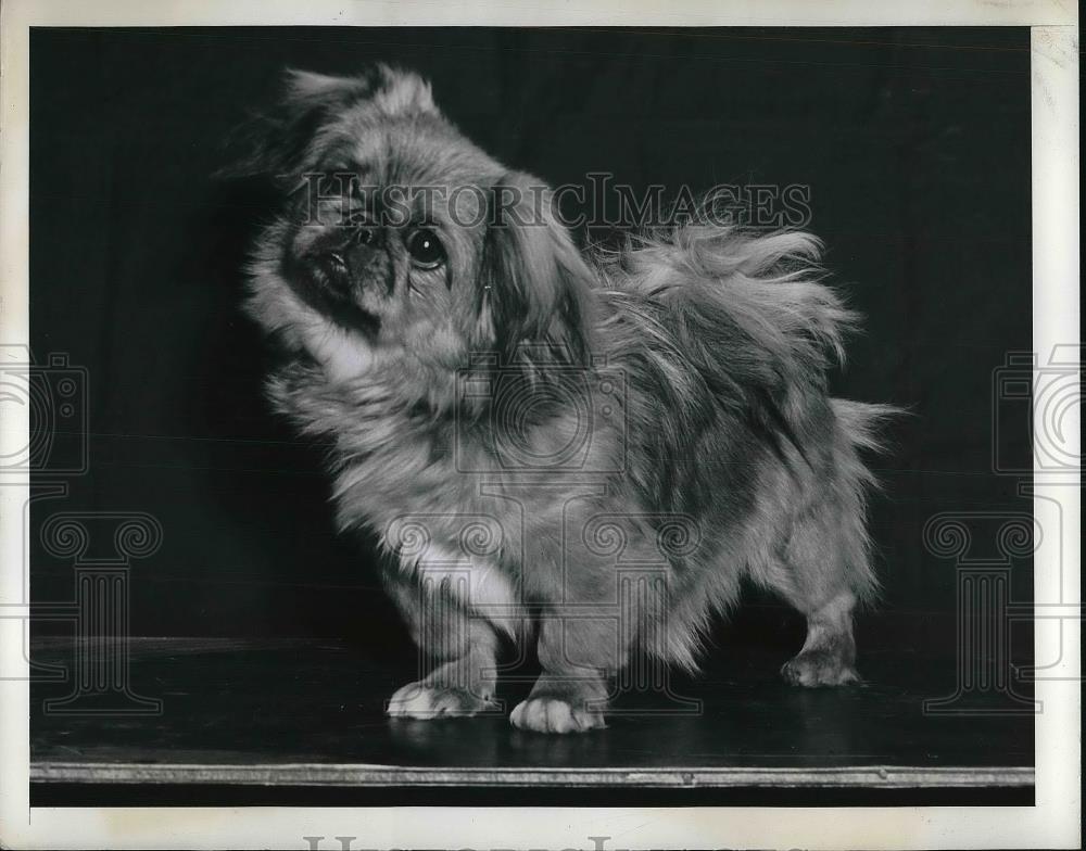 1942 Press Photo Pekingese Dog Winner Of Puppy Bitches &amp; Futurity Show - Historic Images