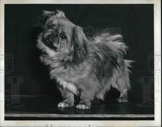 1942 Press Photo Pekingese Dog Winner Of Puppy Bitches & Futurity Show - Historic Images
