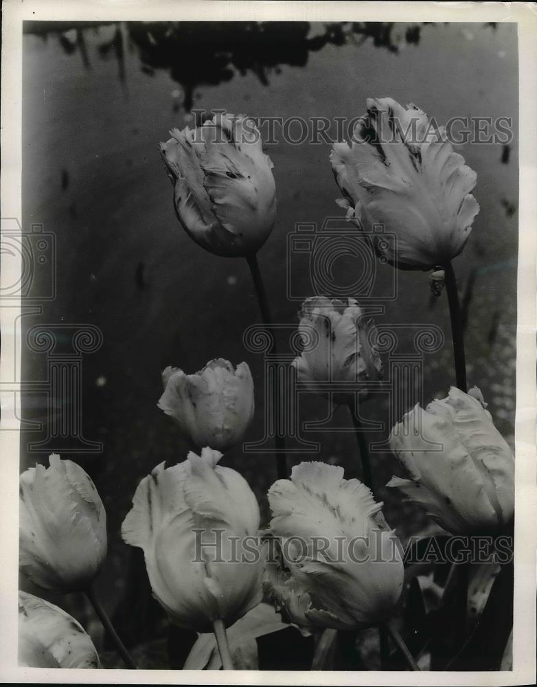 1958 Press Photo Texas Gold Parrot Tulips - Historic Images