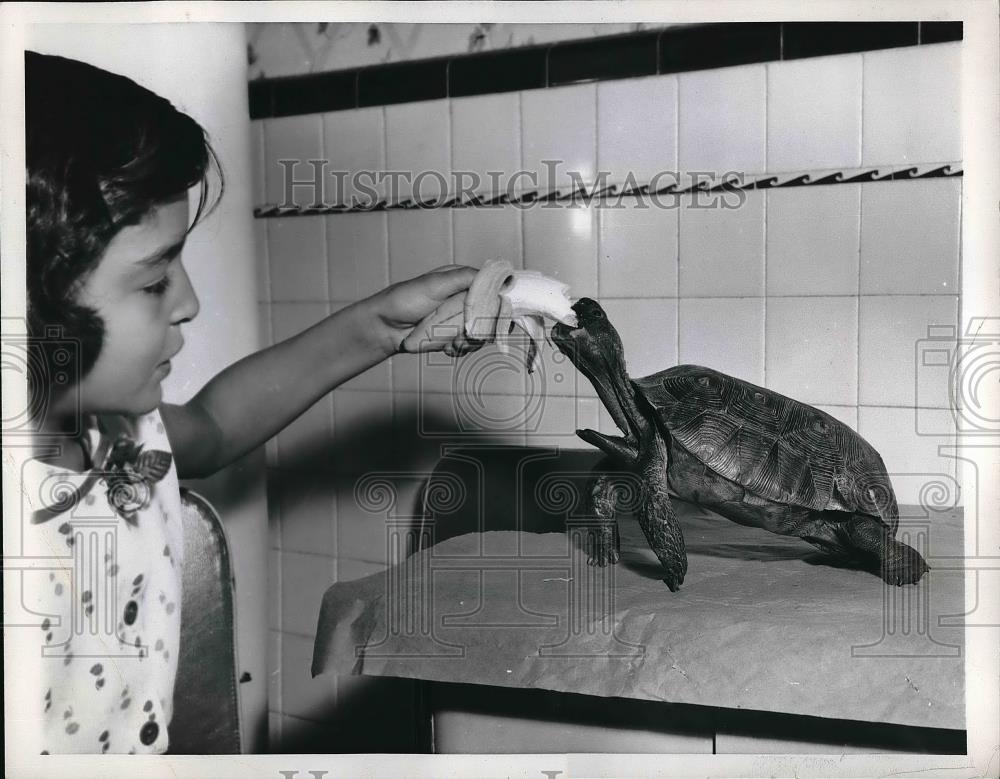 1956 Press Photo Sondra Neuss feeding pet turtle &quot;Georgia&quot; a banana - neb14832 - Historic Images