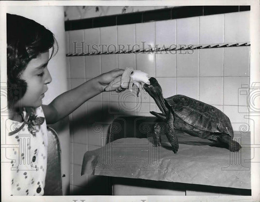 1956 Press Photo Sondra Neuss feeding pet turtle "Georgia" a banana - neb14832 - Historic Images