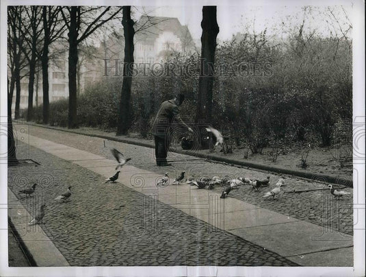 1955 Press Photo Berlin Russia Wild Pigeons In Public Park - Historic Images