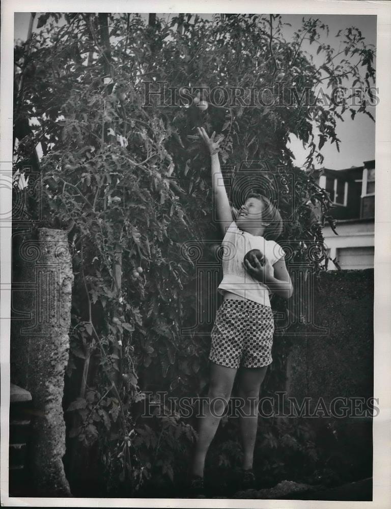 1960 Press Photo Mary Ann Morrell reaching for tomatoes on big plants - Historic Images