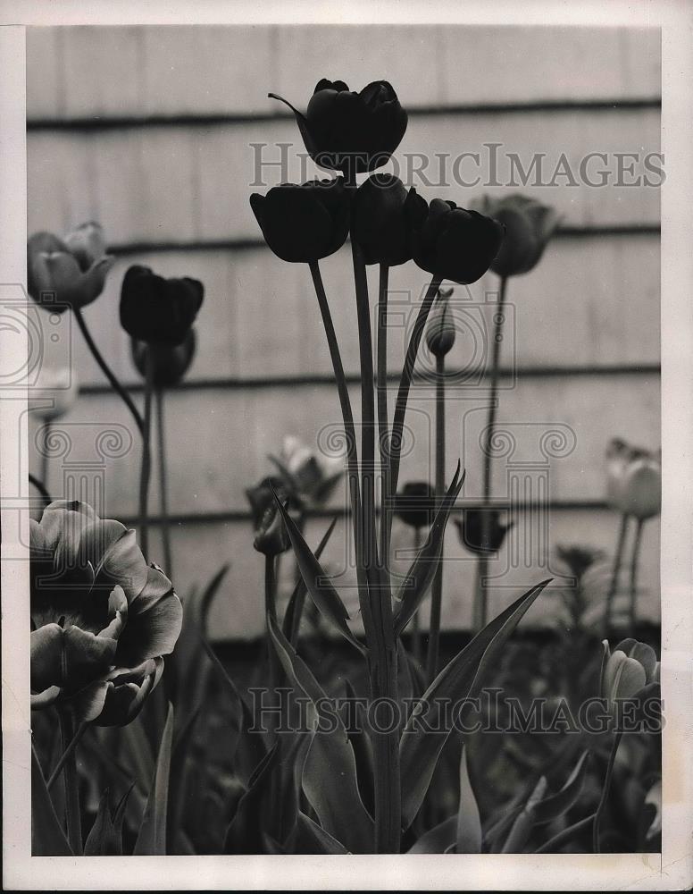 1940 Press Photo Edward Waldock Greece, NY Tulip Bulb - neb14687 - Historic Images