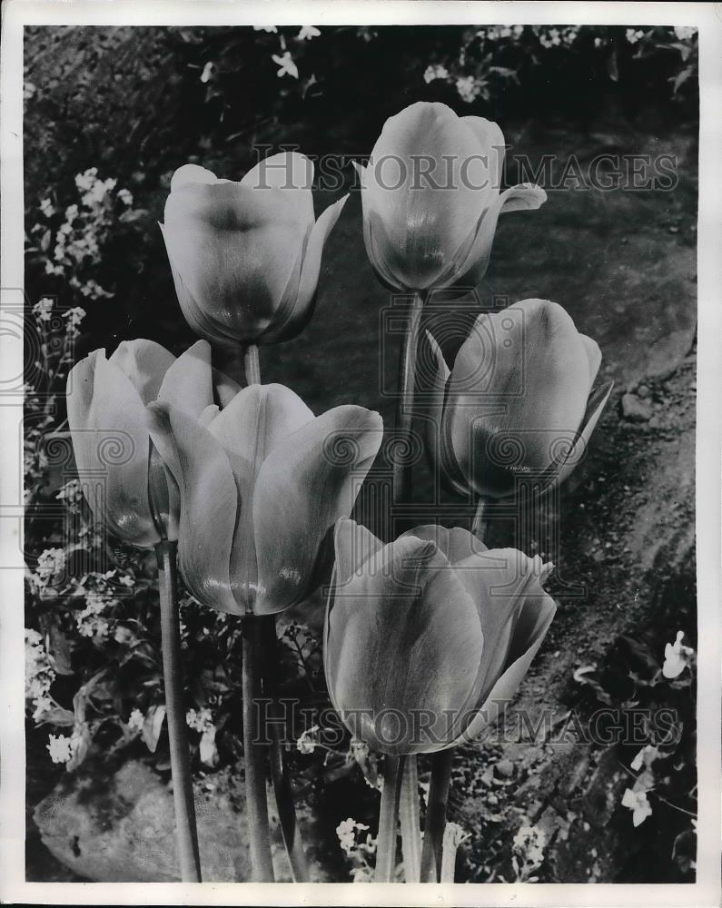 1955 Press Photo Half-A-Dozen Tulips Pink Darwins - neb14689 - Historic Images