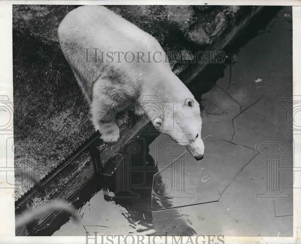 1942 Press Photo Polar Bear at the London Zoological Gardens - neb18706 - Historic Images