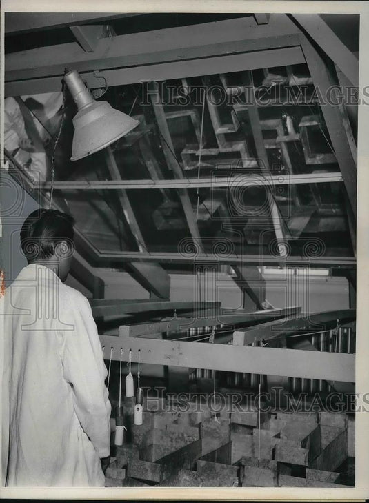 1961 Press Photo Asst. A. Pavlos Watches "Whitey", The Rat at Florida State Univ - Historic Images